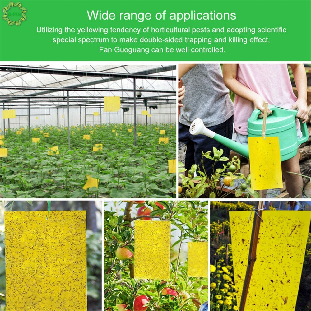 Set 10 Tấm dính hai mặt để bẫy côn trùng tiện dụng và bền