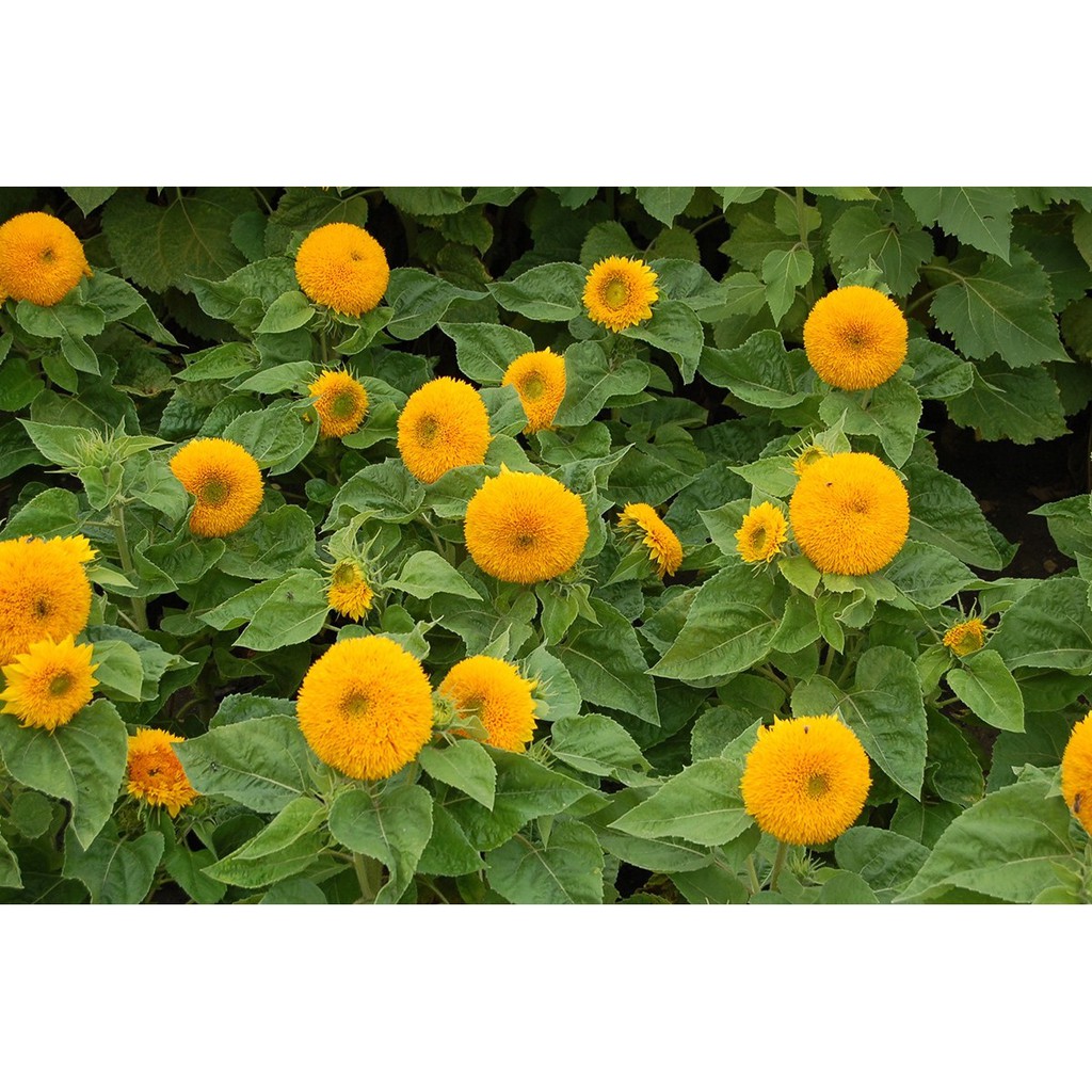 Hạt giống hoa Hướng Dương Kép F1 Nga