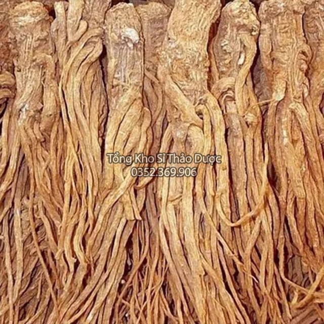 Sâm Đương Quy 100g (Củ Đương Quy)
