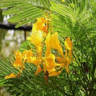 Cây giống hoa phượng vàng