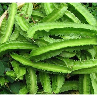 Hạt giống Đậu Khế