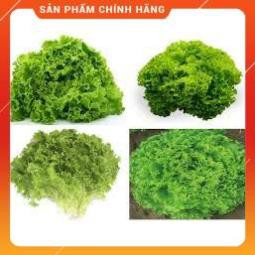 Hạt giống xà lách xoăn