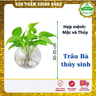 Cây Phong thủy Trầu bà thuỷ sinh - Tặng kèm sỏi trắng