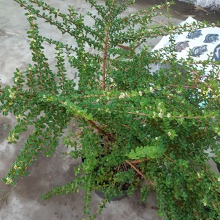Cây hàm hương lá toả hương thơm- Trang trí sân vườn- Decor- Phong thuỷ- Cây hoa kiểng Đồng Tháp