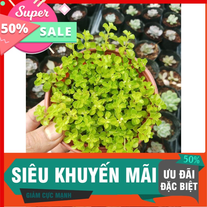 Sen sò chậu trung
