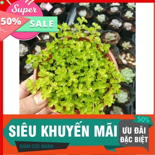 Sen sò chậu trung