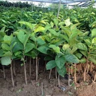 Cây giống hồng đen nhật bản