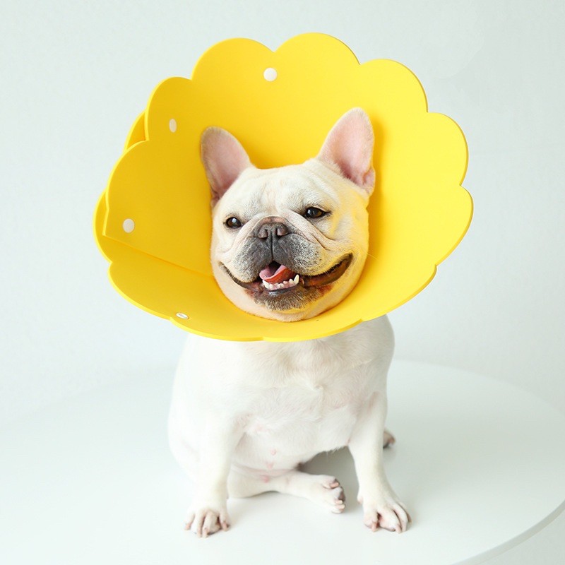 Vòng chống liếm hình bông hoa cho chó