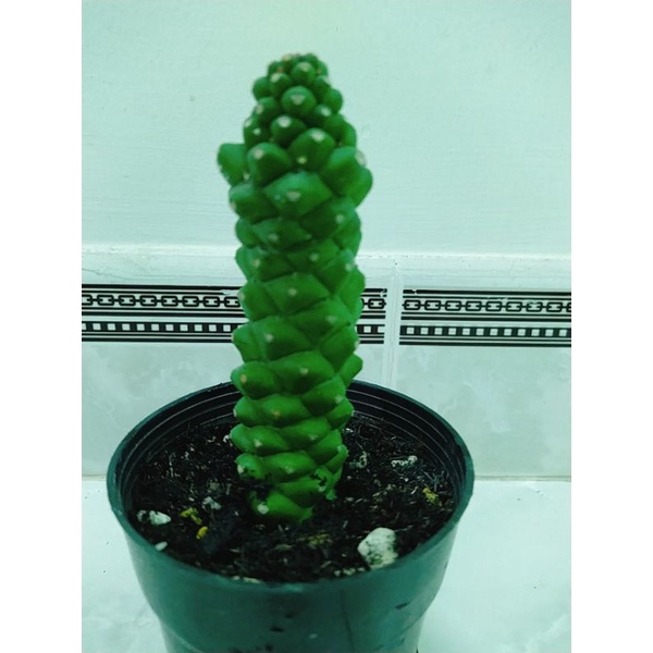 Xương rồng euphoria