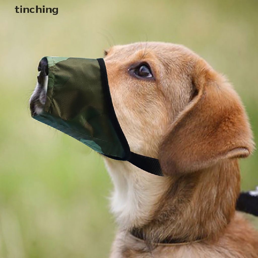 (MớI) Chó ChốNg Sương Mù
