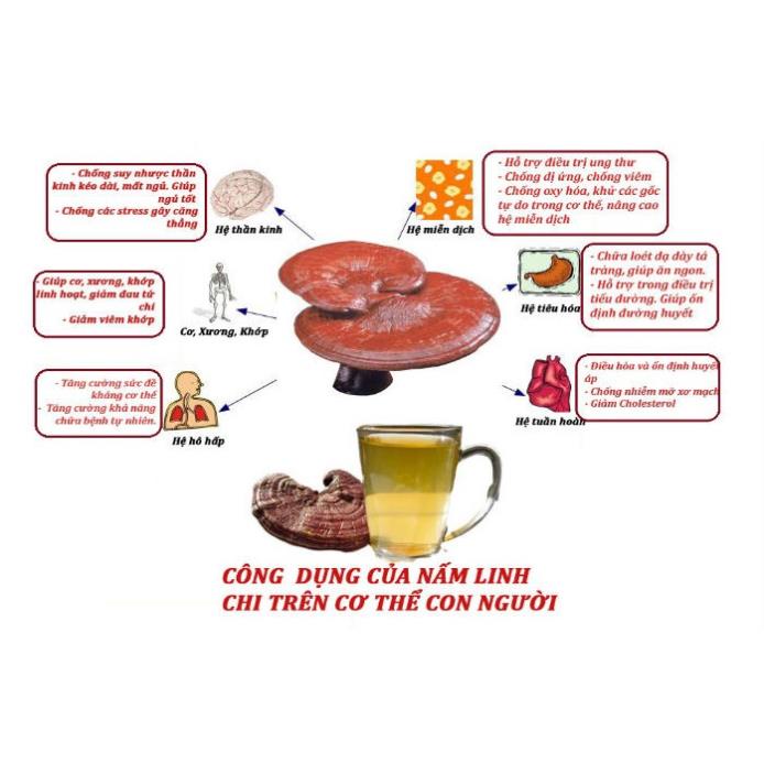 [100g] Nấm Linh chi đỏ nuôi bán tự nhiên - Đặc sản Sơn La, giảm mỡ máu, phòng chống ung thư, giải độc gan