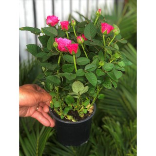 Chậu hoa hồng siêu nụ Hasfarm hoa màu hồng cánh sen