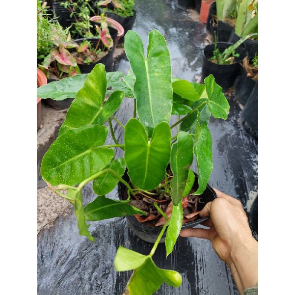 Trầu tỉ phú -burle marx