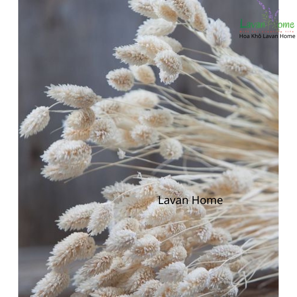 Hoa khô Phalaris Hà Lan siêu đẹp, dùng trang trí, cắm hoa, làm thiệp, nến thơm, decor hoặc phụ kiện chụp ảnh, decor