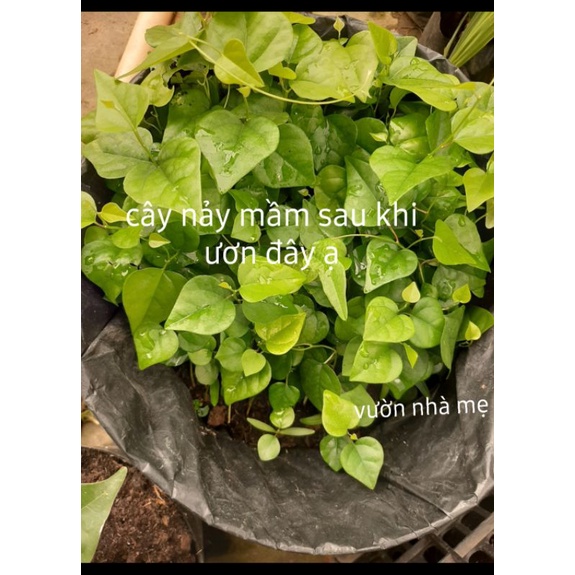30 Hạt giống cây sương sâm trơn