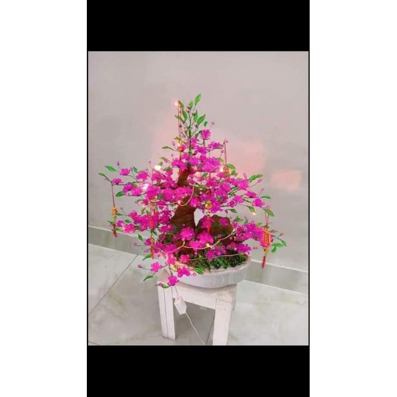Gốc rồng làm cây mai cây đào đẹp