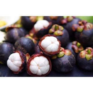 CÂY GIỐNG MĂNG CỤT