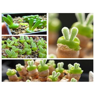 Hạt Giống Tai Thỏ - 20 Hạt (khó nảy mầm)