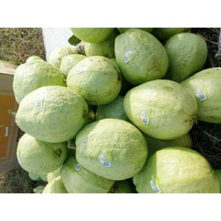 ổi thái đang trái