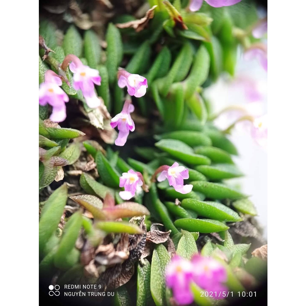 5 khóm lan chân rết, thích hợp bán cạn, terrarium