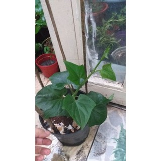 Cây giống su su(28k/1 cây)