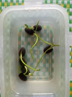 Hạt sen Nhật 100k/10 hạt