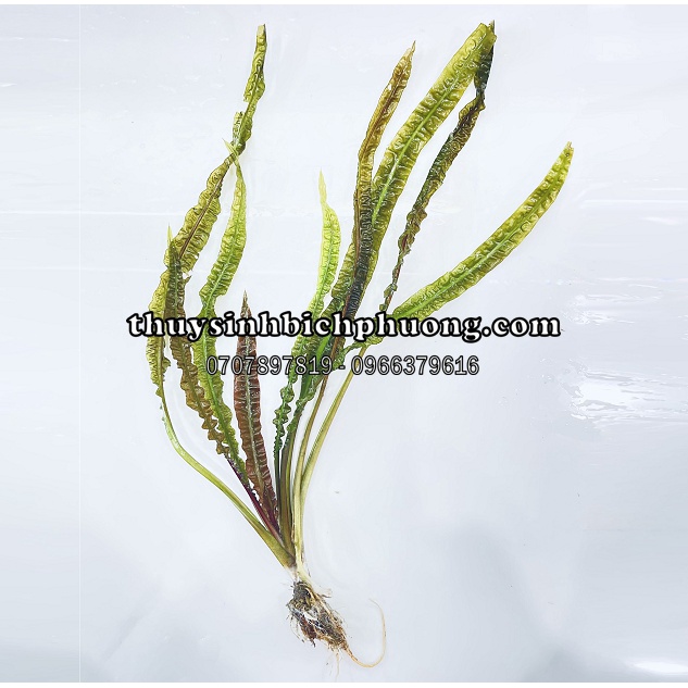 TIÊU THẢO BALANCE LÁ NHĂN - CÂY THUỶ SINH TRUNG HẬU CẢNH CHO HỒ THUỶ SINH DỄ CHĂM SÓC KHÔNG CẦN CO2