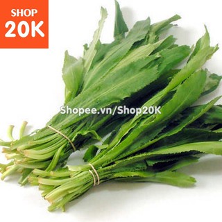 Bán Giống Rau ngò gai hàng đẹp