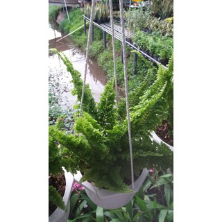 Cây Dương Xỉ