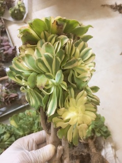 Cây aeonium 3 màu