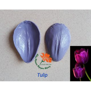 Gân hoa Tulip