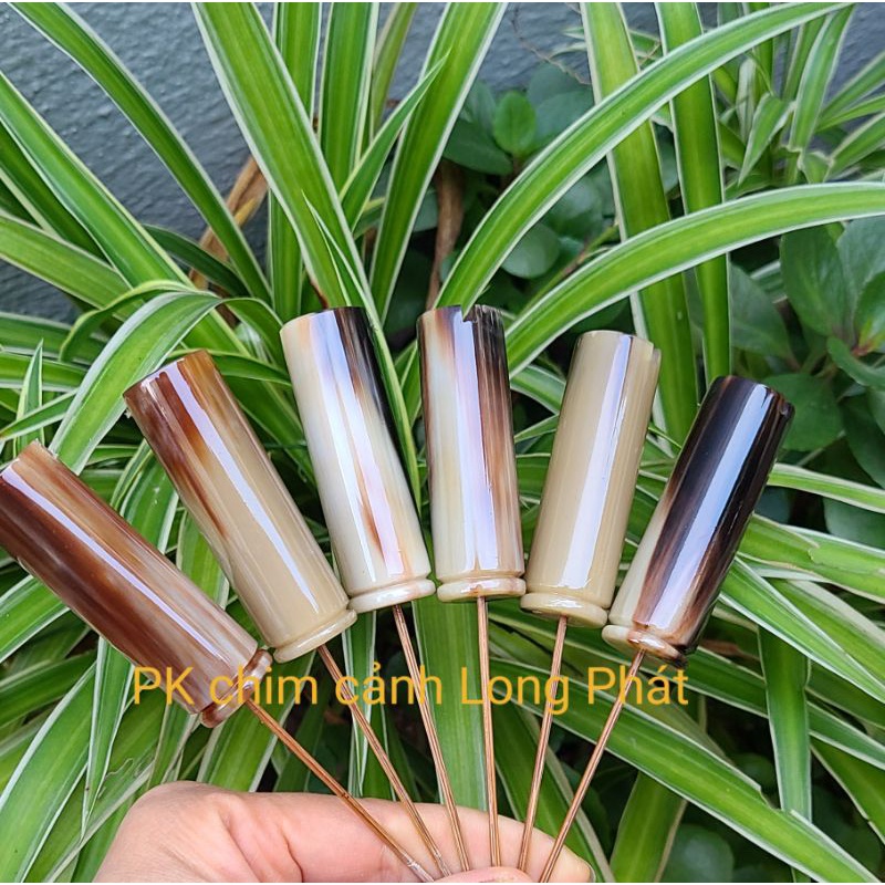 Đầu cầu sừng bò Phi dành cho Mi