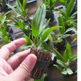 lan dendro yaya giống