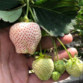 Hạt giống dâu tây bạch tuyết