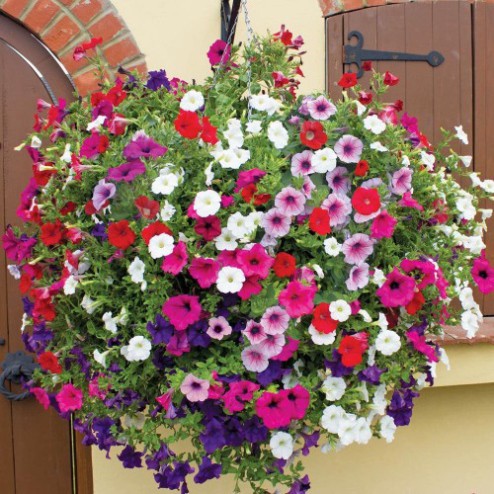 Hạt giống hoa dạ yến thảo mix (400 hạt, tặng phân)