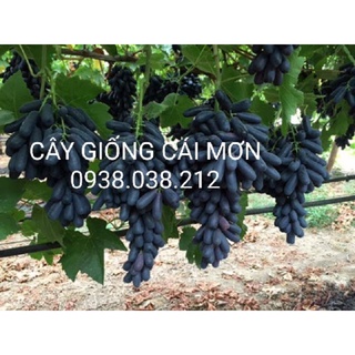 Cây giống nho ngón tay đen không hạt