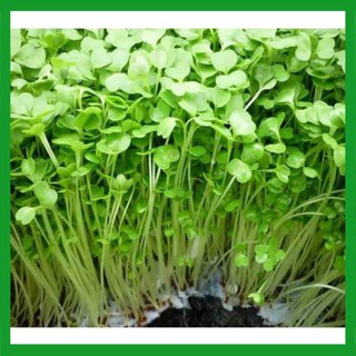 Hạt giống rau Cải Xoong