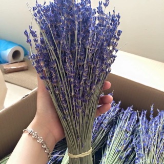 SỈ HOA LAVENDER