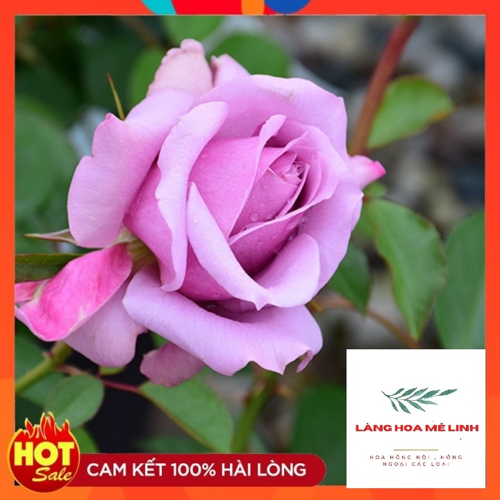 Hoa hồng Love-song rose[💜BẢN TÌNH CA -MÀU TÍM THỦY CHUNG]💜cây cho hoa bông to, hoa bền