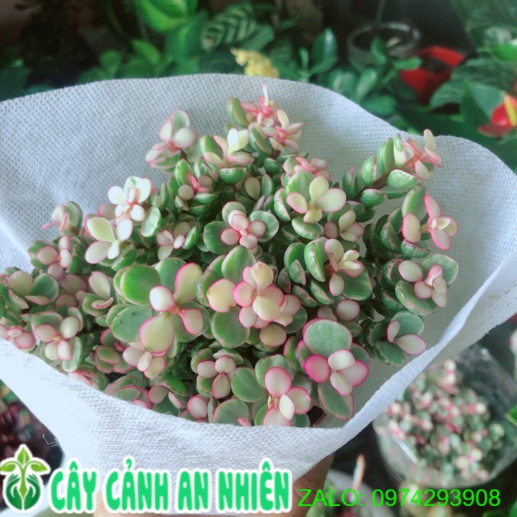 Cây Cành Vàng Lá Ngọc