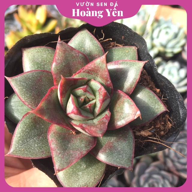 SEN ĐÁ HOA HỒNG ĐEN - size bầu - CÂY TO KHỎE ĐẸP - GIÁ RẺ - LỖI 1 ĐỔI 1