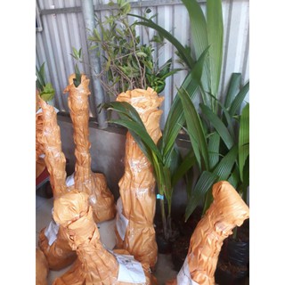 Combo 5 dừa dâu