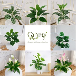 Cây Giả Trang Trí  - Cây Lá Rùa - Trầu Bà Lá Xẻ - Trầu Bà Nam Mỹ Monstera - Chuối Thiên Điểu- Môn Quan Âm - 50 Cm