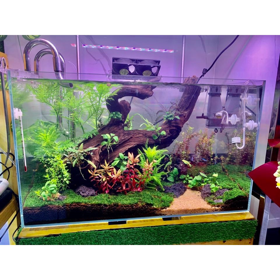 Cát nắng vàng Kim Sa - Nền trang trí bể cá, bể thủy sinh