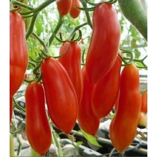 Hạt giống cà chua chuối quả đỏ ( cà chua ngón tay ) 30 hạt (TẶNG gói kích thích hạt nảy mầm)