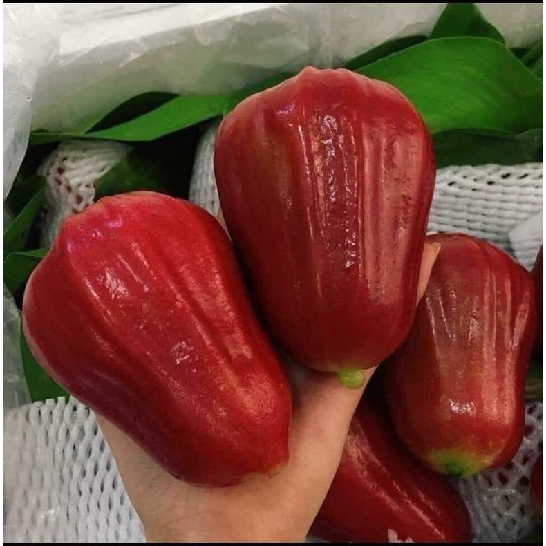 Mận An Phước Bao Ngon Tiền Giang