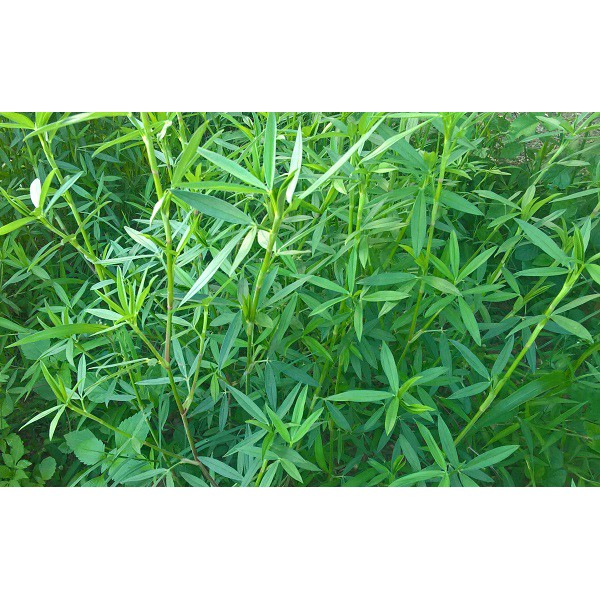 Hạt Giống Cỏ Đậu Stylo - Gói 50g - Cỏ Dinh Dưỡng Cho Chăn Nuôi Bò, Dê, Cừu, Thỏ, Cá,...
