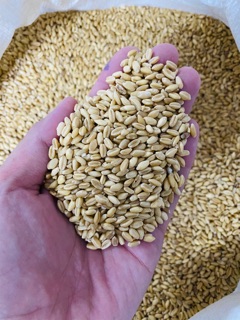 2kg hạt lúa mì (lúa mạch) vàng, hạt đẹp tỉ lệ nảy mầm cao.