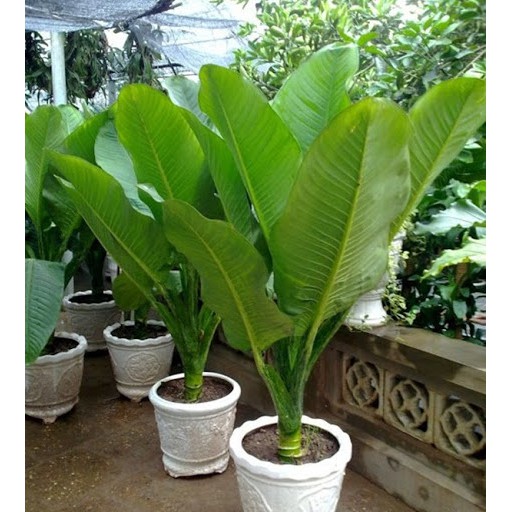 Cây Đại Phú Gia