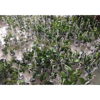 Cẩm cù Erythrina - số 18